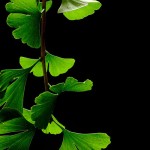 400px-Ginkgo_Biloba_Leaves_-_Black_Background