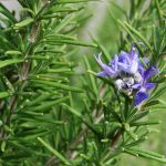 Rosmarinus officinalis (Rosemary) Rosmarinus